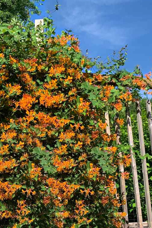  Mandarin Orange Honeysuckle Vine - 2.5 Gallon Pot
