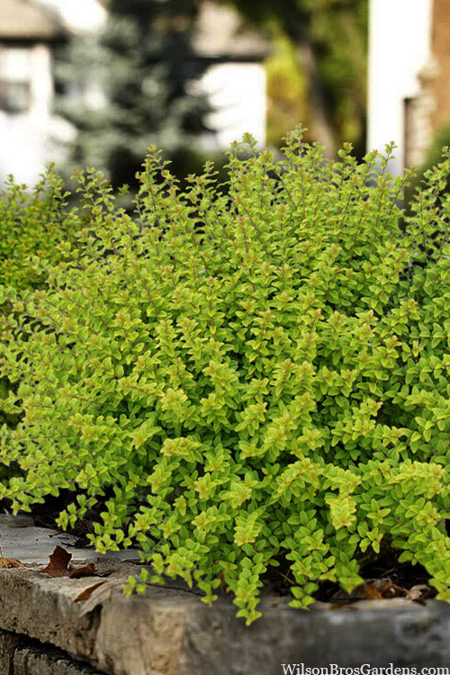  Twiggy Golden Boxleaf Honeysuckle - 3 Gallon Pot