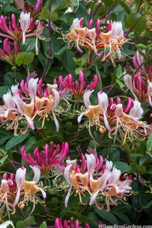  Serotina Fragrant Honeysuckle Vine - 1 Gallon Pot