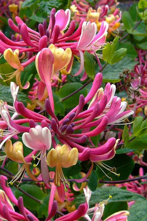  Serotina Fragrant Honeysuckle Vine - 1 Gallon Pot