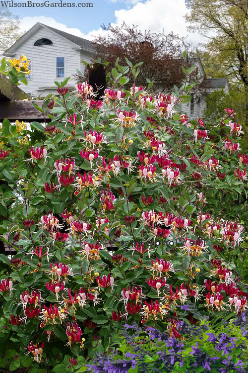  Serotina Fragrant Honeysuckle Vine - 1 Gallon Pot