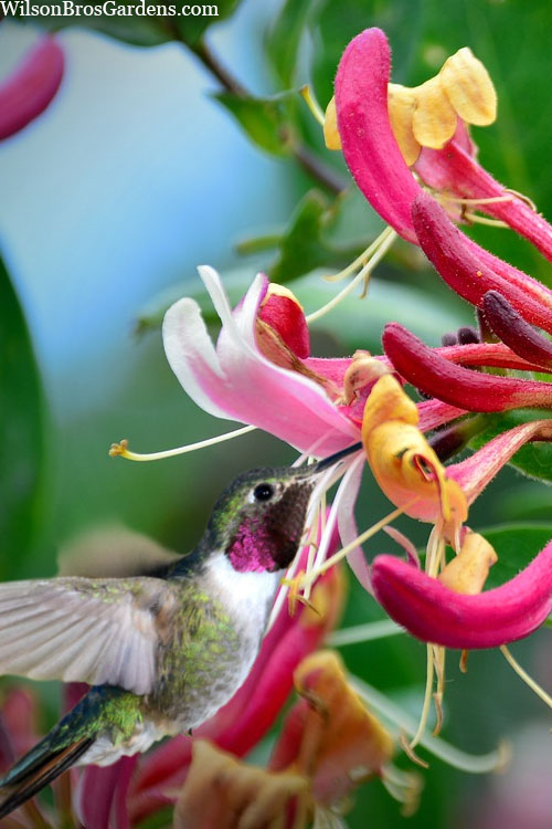  Serotina Fragrant Honeysuckle Vine - 1 Gallon Pot