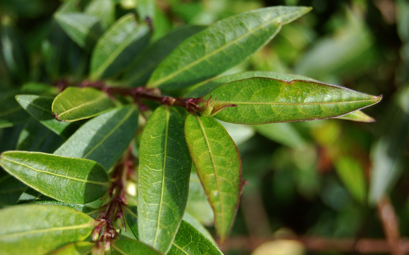  Box Leaf Honeysuckle Bush (Lonicera Pileata) - 3 Gallon Pot