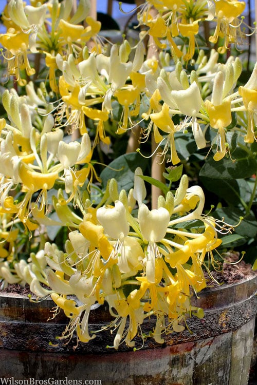  Scentsation Fragrant Yellow Honeysuckle - Lonicera Periclymenum - 3 Gallon Pot