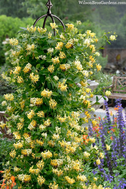  Scentsation Fragrant Yellow Honeysuckle - Lonicera Periclymenum - 3 Gallon Pot