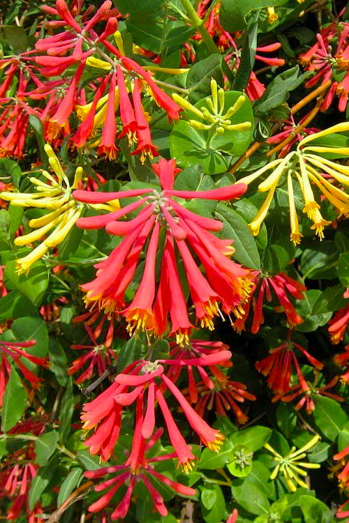  Honey Coral Red Trumpet Honeysuckle - 2.5 Quart Pot