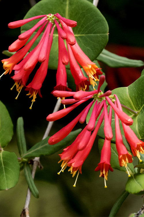  Honey Coral Red Trumpet Honeysuckle - 2.5 Quart Pot