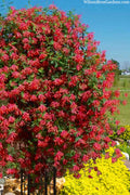  Honey Coral Red Trumpet Honeysuckle - 2.5 Quart Pot