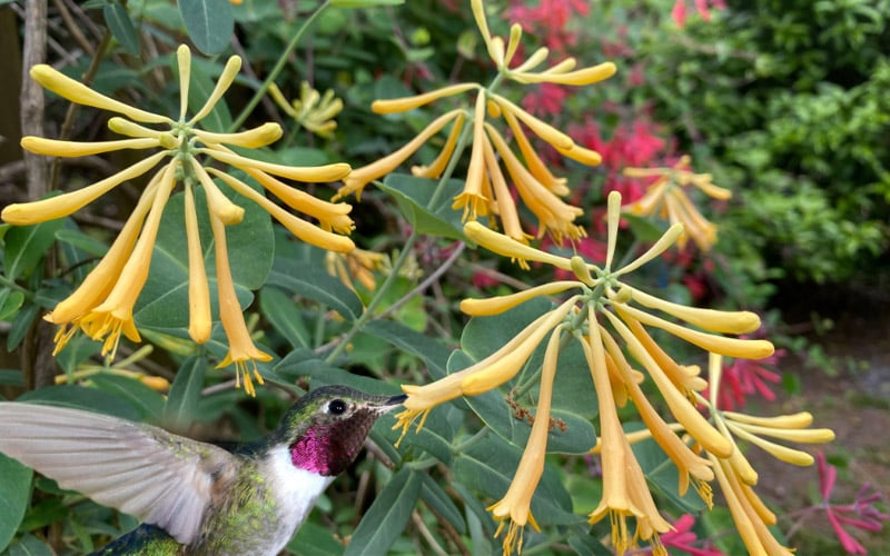  John Clayton Yellow Honeysuckle Vine - 1 Gallon Pot
