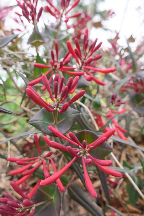  Leo Red Trumpet Honeysuckle - 3 Gallon Pot