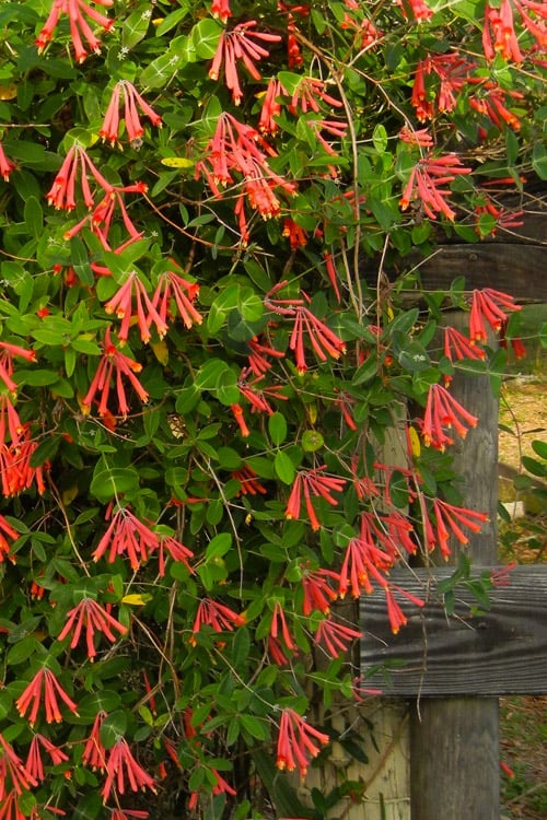  Leo Red Trumpet Honeysuckle - 3 Gallon Pot