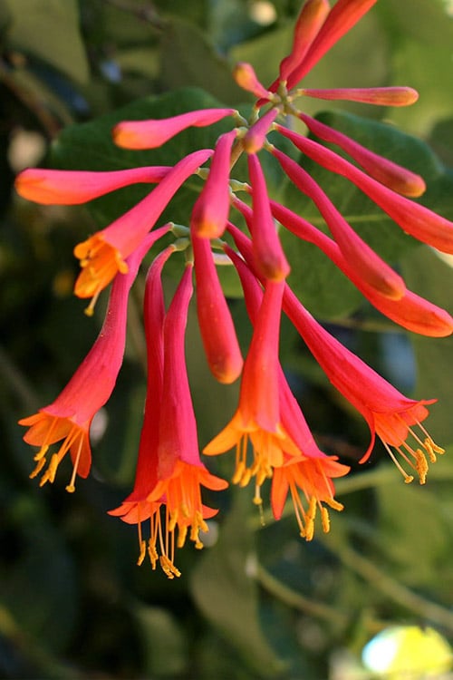  Leo Red Trumpet Honeysuckle - 3 Gallon Pot