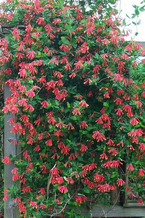  Leo Red Trumpet Honeysuckle - 3 Gallon Pot