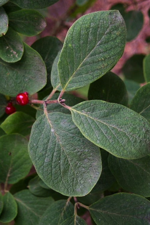  Emerald Mound Bush Honeysuckle - 1 Gallon Pot
