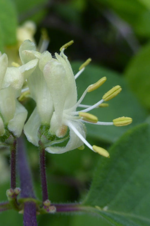  Emerald Mound Bush Honeysuckle - 1 Gallon Pot
