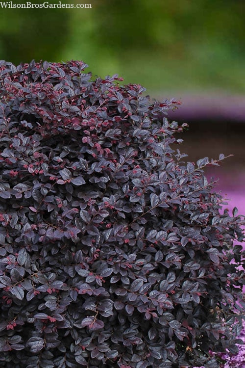  Cerise Charm Dwarf Loropetalum - 1 Gallon Pot