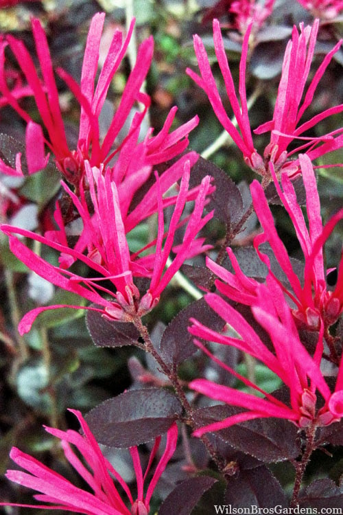  Cerise Charm Dwarf Loropetalum - 1 Gallon Pot
