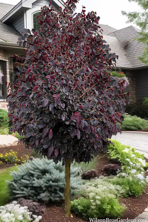  Darkfire Loropetalum Tree (Single Trunk) - 7 Gallon Pot 6-7'