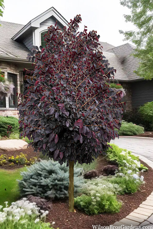  Darkfire Loropetalum Tree (Single Trunk) - 7 Gallon Pot 6-7'