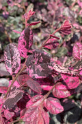  Ruby Parfait Loropetalum (Fringe Flower) - 6 Pack Of 1 Gallon Pots