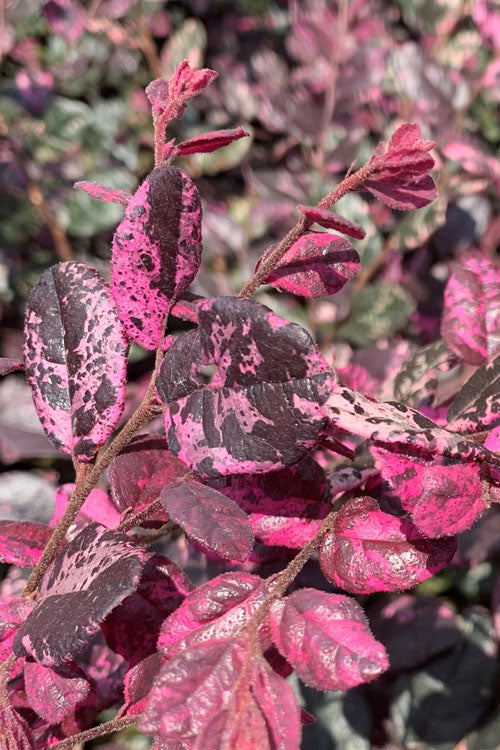  Ruby Parfait Loropetalum (Fringe Flower) - 6 Pack Of 1 Gallon Pots
