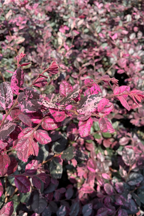  Ruby Parfait Loropetalum (Fringe Flower) - 6 Pack Of 1 Gallon Pots