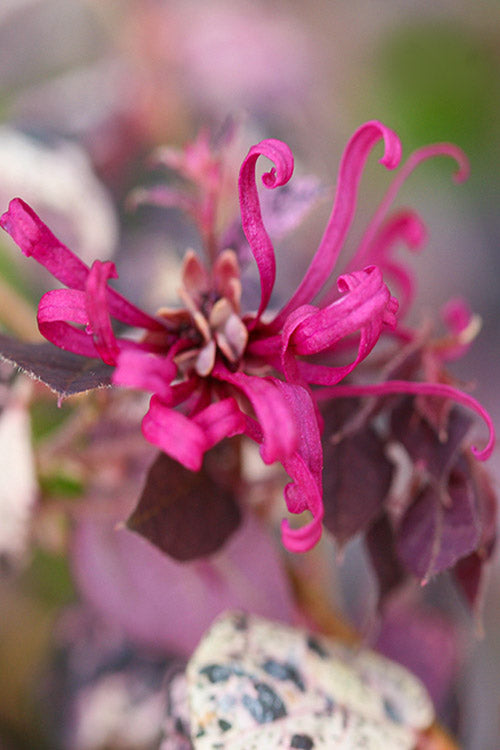  Ruby Parfait Loropetalum (Fringe Flower) - 6 Pack Of 1 Gallon Pots
