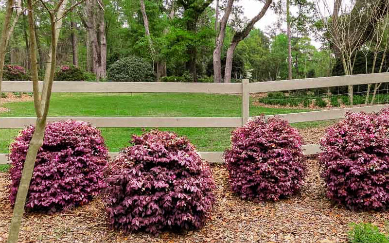  Ruby Parfait Loropetalum (Fringe Flower) - 6 Pack Of 1 Gallon Pots
