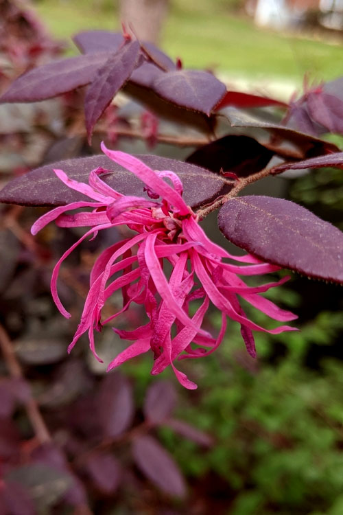  Zhuzhou Loropetalum (Chinese Fringeflower) - 3 Gallon Pot