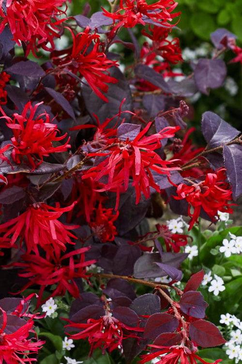  Ever Red Loropetalum (Chinese Fringeflower) - 2 Gallon Pot