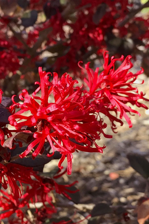  Ever Red Loropetalum (Chinese Fringeflower) - 2 Gallon Pot