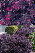  Purple Daydream Dwarf Loropetalum - 3 Gallon Pot