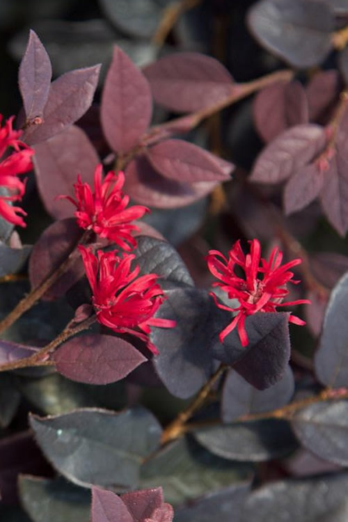  Red Diamond Loropetalum - 3 Gallon Pot