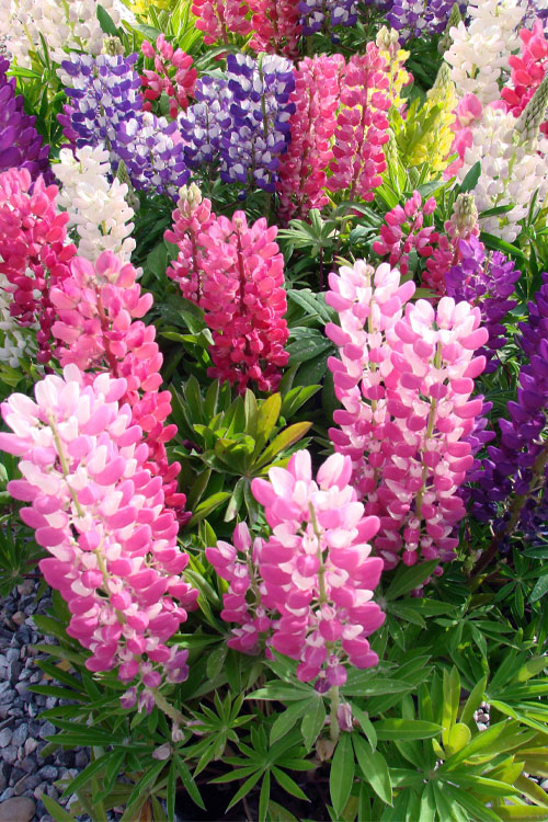  Mini Gallery Mix Lupine - 12 Pack Of Quart Pots