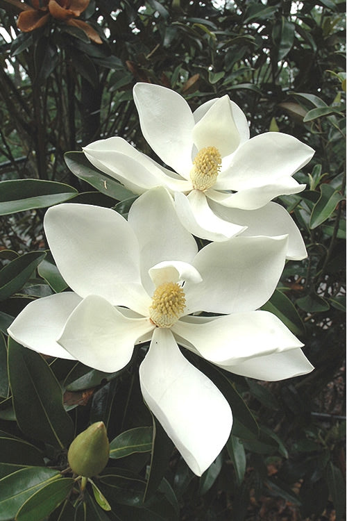  Alta Southern Magnolia - 3 Gallon Pot