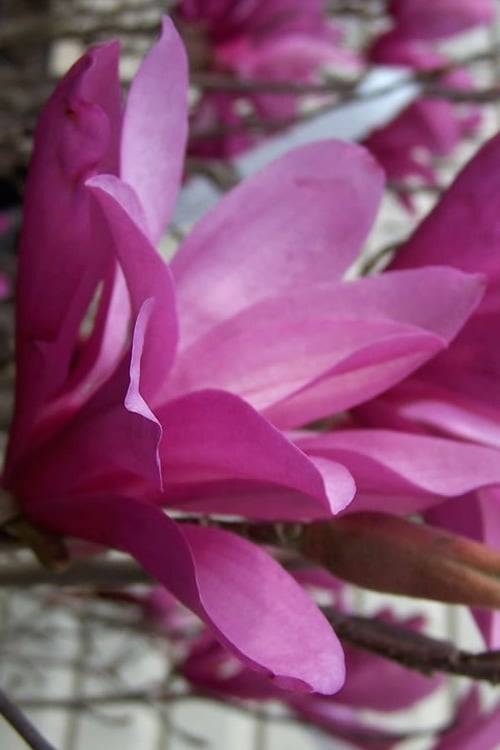  Ann Magnolia Tulip Tree - 2 Gallon Pot