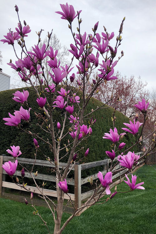  Ann Magnolia Tulip Tree - 7 Gallon Pot