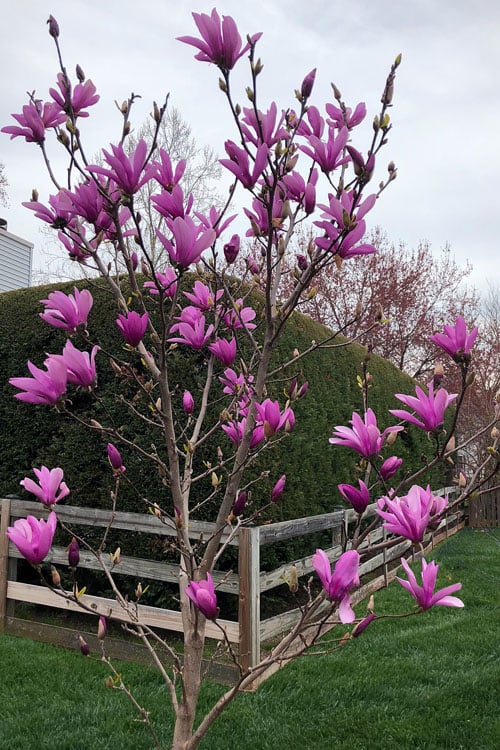  Ann Magnolia Tulip Tree - 2 Gallon Pot