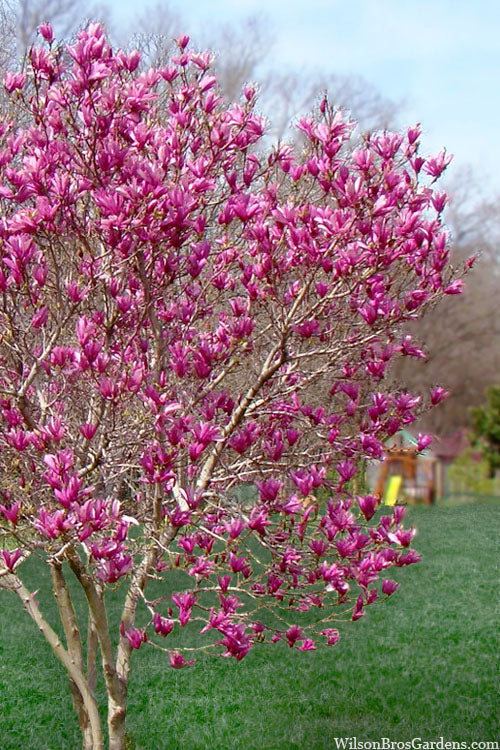  Ann Magnolia Tulip Tree - 5 Gallon Pot