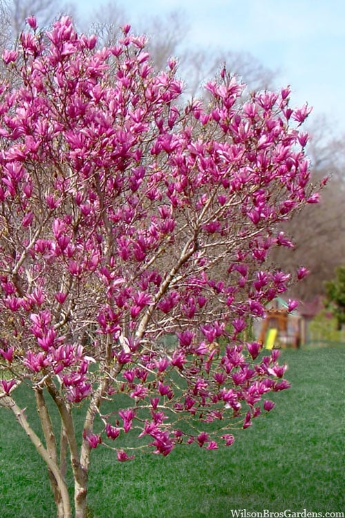 Ann Magnolia Tulip Tree - 3 Gallon Pot