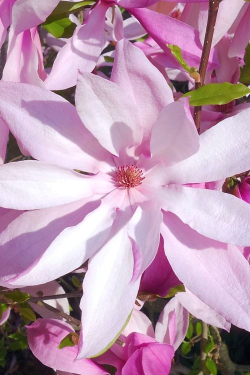  Betty Magnolia Tulip Tree - 3 Gallon Pot