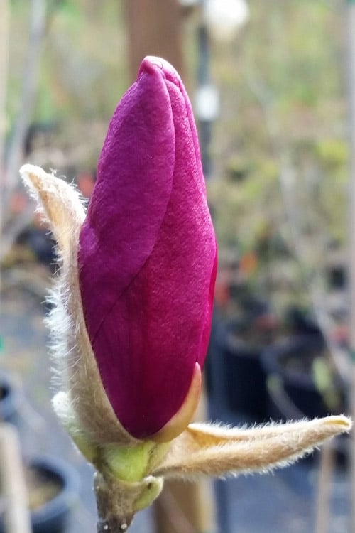  Betty Magnolia Tulip Tree - 3 Gallon Pot