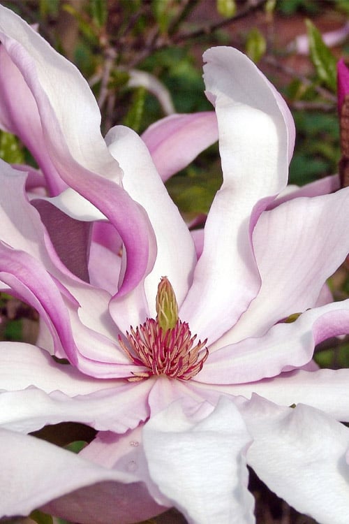  Betty Magnolia Tulip Tree - 3 Gallon Pot
