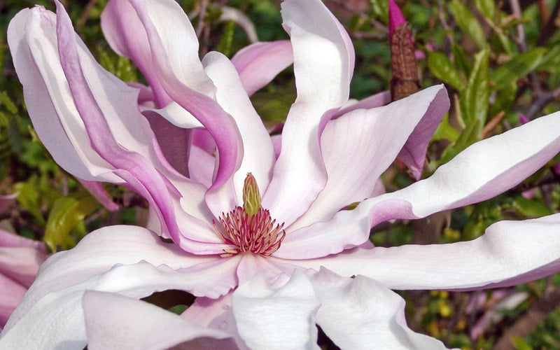  Betty Magnolia Tulip Tree - 3 Gallon Pot