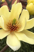  Butterflies Yellow Magnolia (Tulip Tree) - 5 Gallon Pot (4-5')