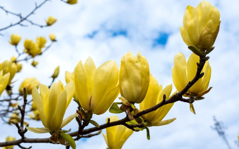  Butterflies Yellow Magnolia (Tulip Tree) - 7 Gallon Pot (4-5')