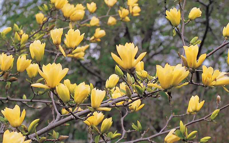  Butterflies Yellow Magnolia (Tulip Tree) - 7 Gallon Pot (4-5')