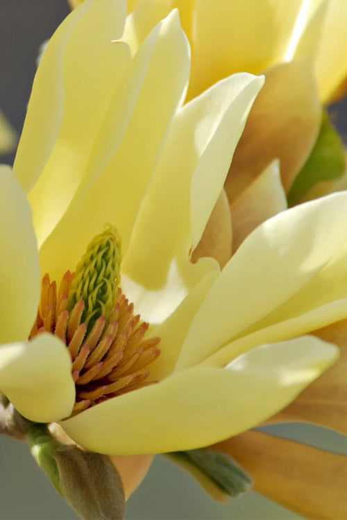  Butterflies Yellow Magnolia (Tulip Tree) - 7 Gallon Pot (4-5')
