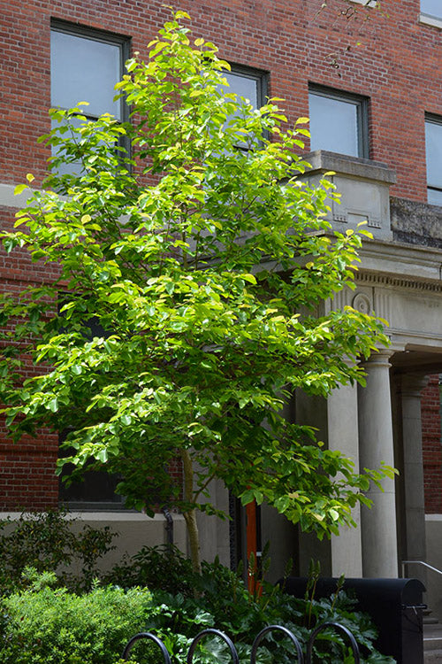  Butterflies Yellow Magnolia (Tulip Tree) - 7 Gallon Pot (4-5')