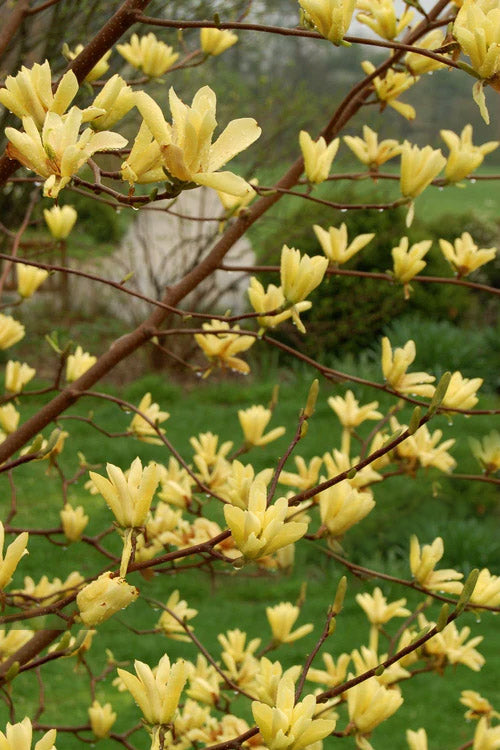  Butterflies Yellow Magnolia (Tulip Tree) - 5 Gallon Pot (4-5')